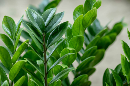 Zamioculcas-roślina szczęścia