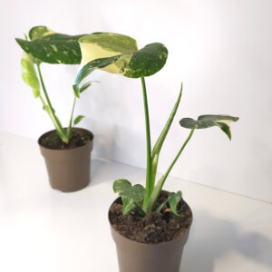 Monstera Thai Constellation