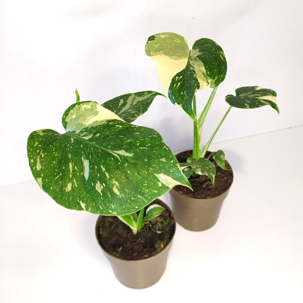Monstera Thai Constellation Monstera Thai Constellation