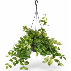 Aeschynanthus Mona Lisa