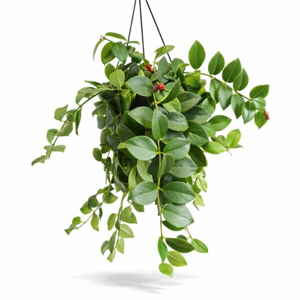 Aeschynanthus Mona Lisa