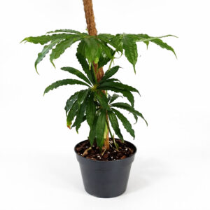 Anthurium Polyschistum