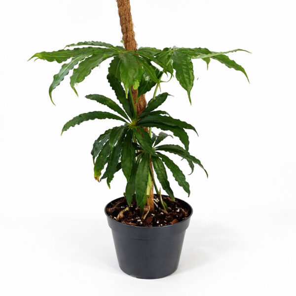 Anthurium Polyschistum
