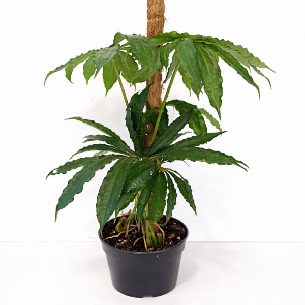 Anthurium-Polyschistum3 Anthurium Polyschistum