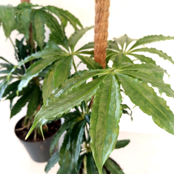 Anthurium Polyschistum