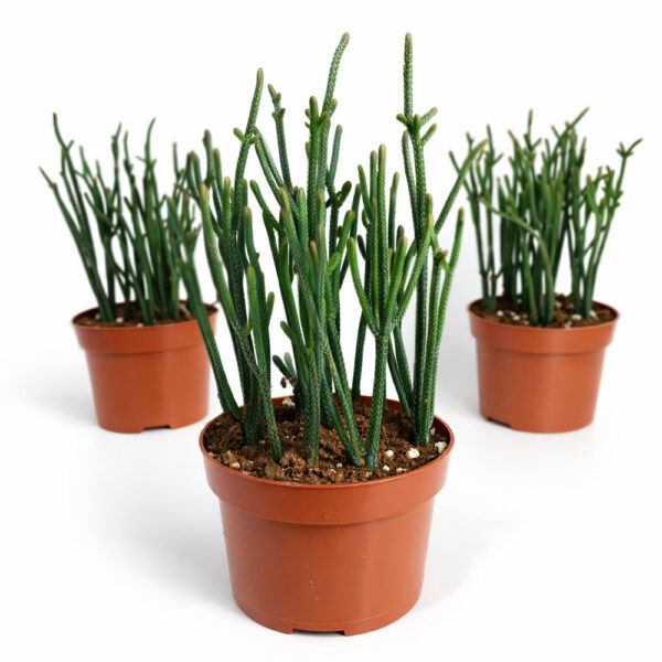 Crassula-Harmony-in-Green Crassula-Harmony-in-Green