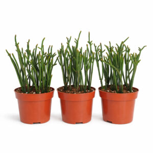 Crassula-Harmony-in-Green