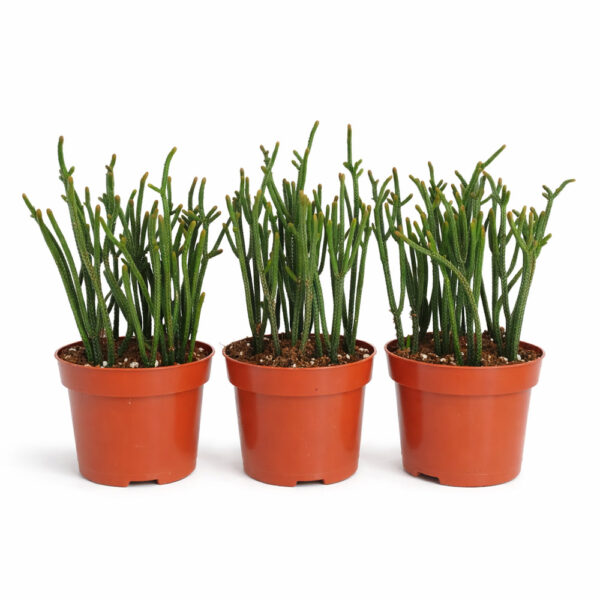 Crassula-Harmony-in-Green