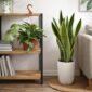 Epiphyllum-chrysocardium-+-Sansevieria-Laurentii