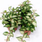 Hoya lacunosa sp. Bruno