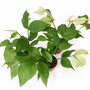 Hoya-Polyneura