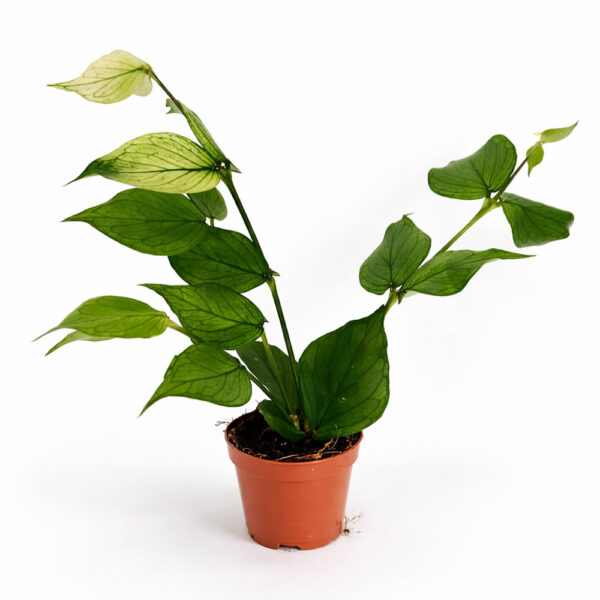 Hoya-Polyneura