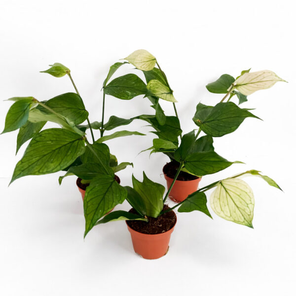 Hoya-Polyneura