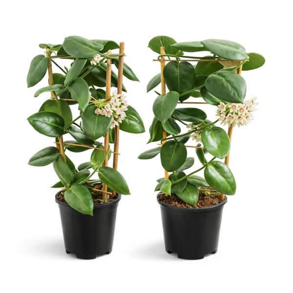 Hoya-Stargazer Hoya-Stargazer