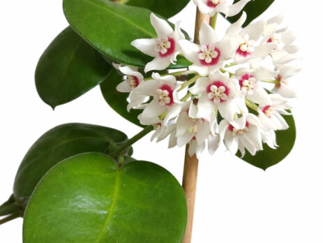 Hoya