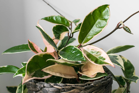 Hoya carnosa