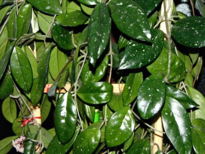 Hoya carnosa