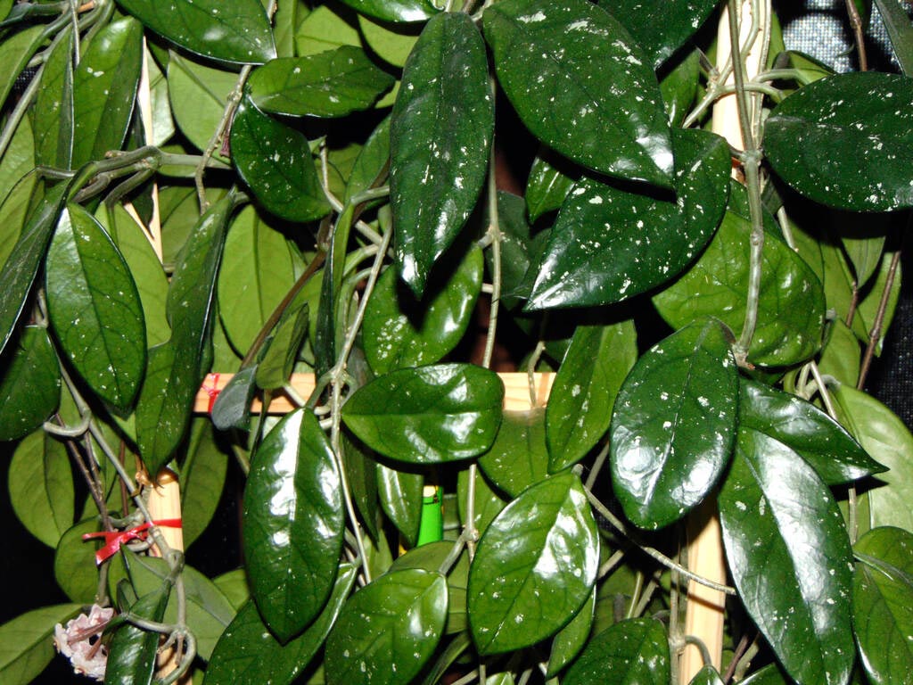 Hoya carnosa