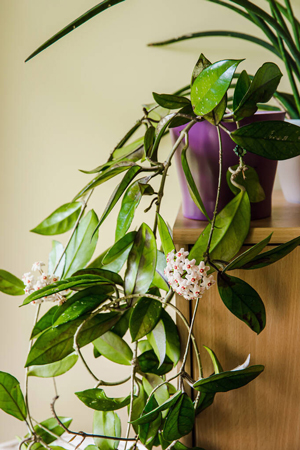 Hoya carnosa