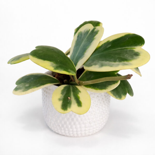 Hoya-kerri