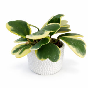 Hoya-kerri