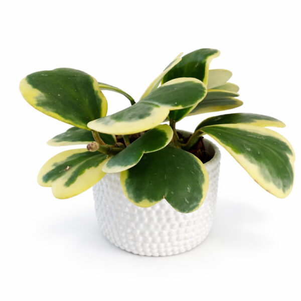 Hoya-kerri1 Hoya-kerri