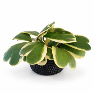 Hoya-kerri
