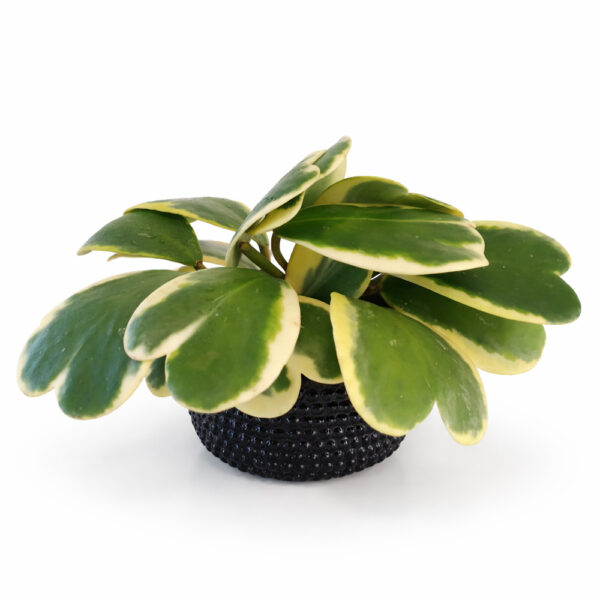 Hoya-kerri