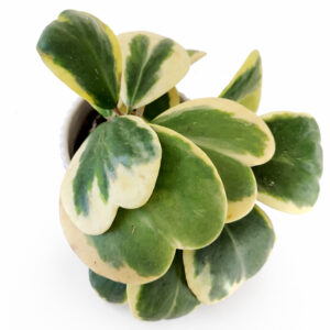 Hoya-kerri