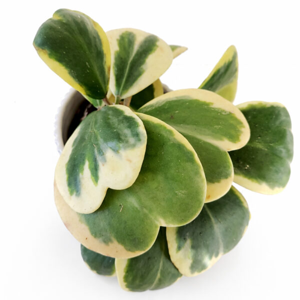 Hoya-kerri