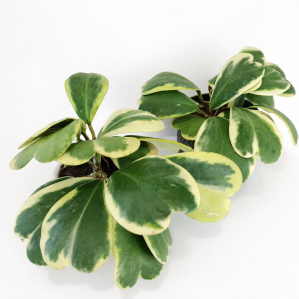 Hoya-kerri