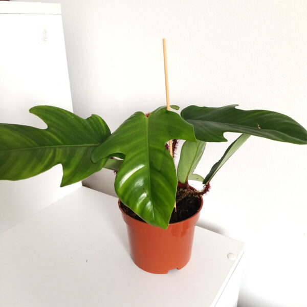 Filodendron Squamiferum Filodendron Squamiferum
