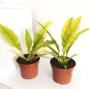 Filodendron Yellow Saw