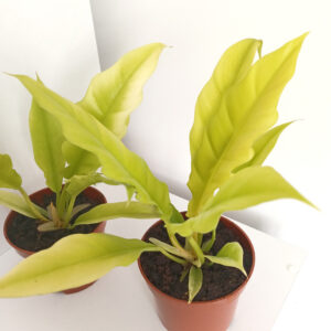 Filodendron Yellow Saw