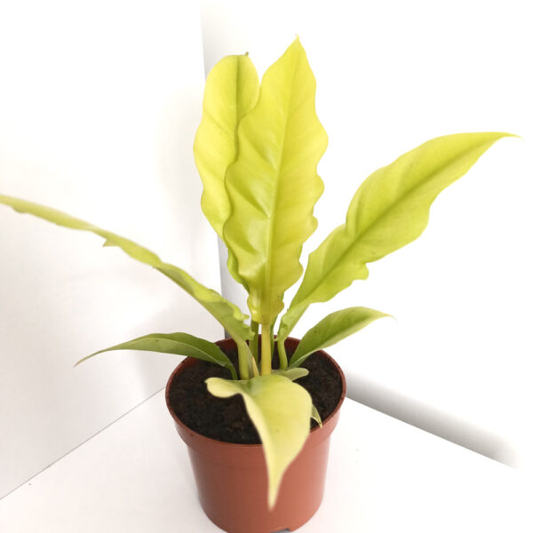 Filodendron Yellow Saw Filodendron Yellow Saw