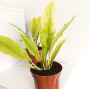 Filodendron Yellow Saw