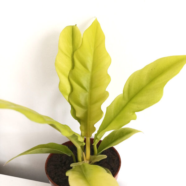 Filodendron Yellow Saw