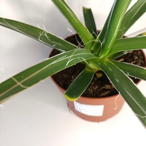 Agave Filifera IIgat