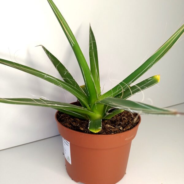Agave Filifera IIgat Agave Filifera IIgat