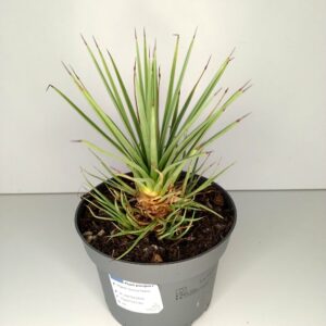 Agave Stricta Nana IIgat