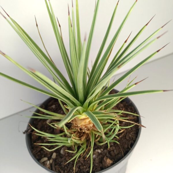 Agave Stricta Nana IIgat Agave Stricta Nana IIgat