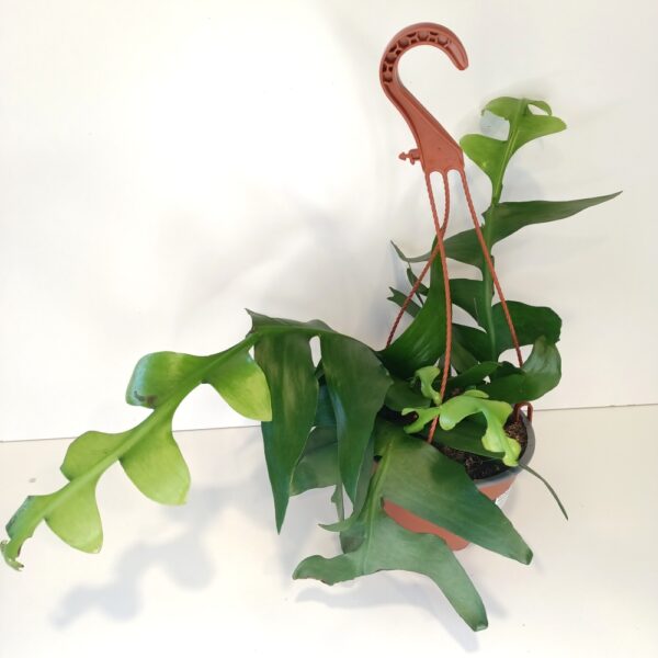 Epiphyllum chrysocardium