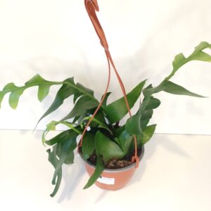 Epiphyllum chrysocardium