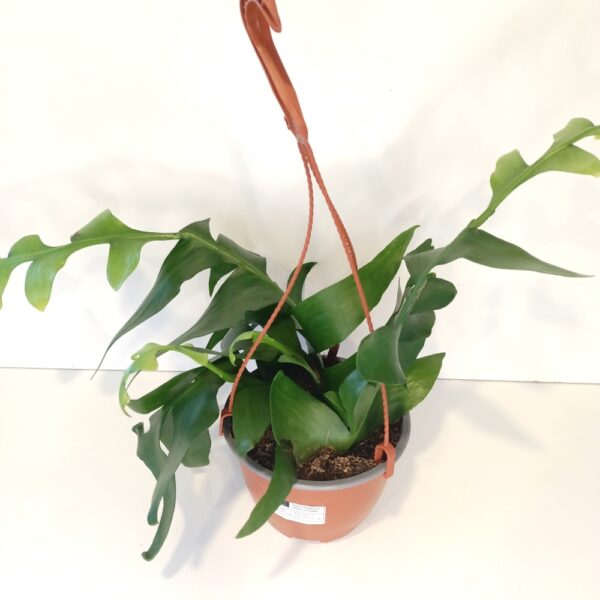 Epiphyllum chrysocardium