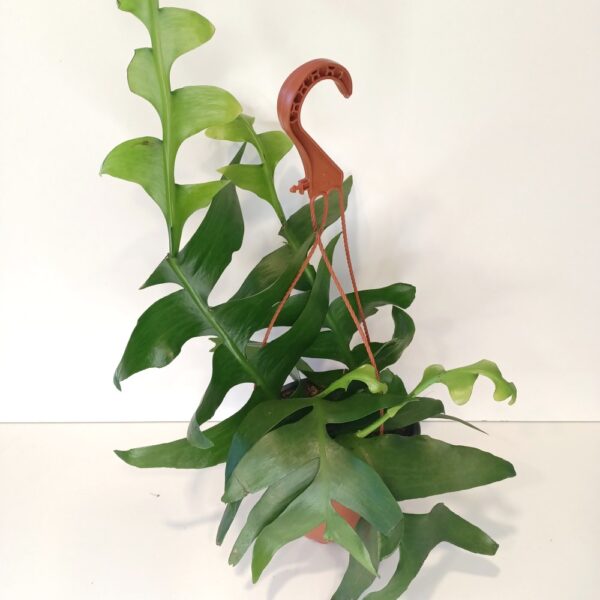 Epiphyllum chrysocardium