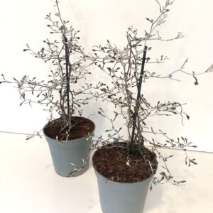 Corokia cotoneaster