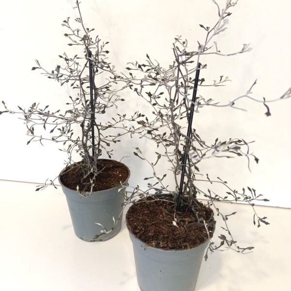 Corokia cotoneaster