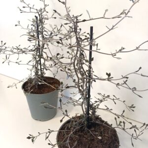 Corokia cotoneaster