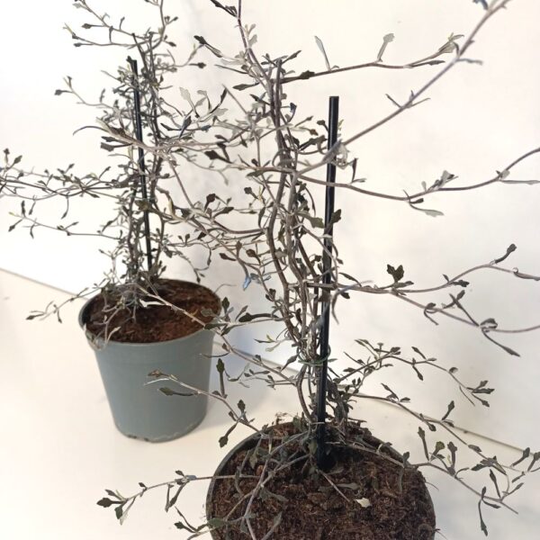 Corokia cotoneaster