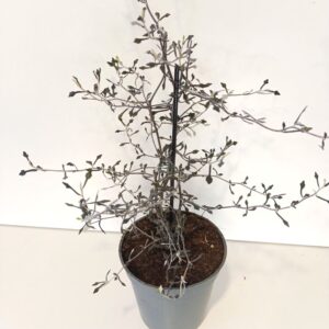 Corokia cotoneaster